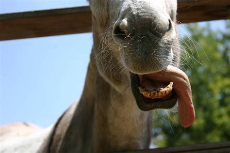 Free donkey teeth Images, Pictures, and Royalty-Free Stock Photos ...