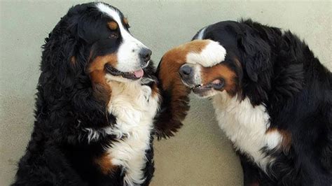 Bernese Mountain Dog