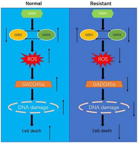 Mechanism Of Reduction Induced Cddp Resistance In Ovarian Cells Via The