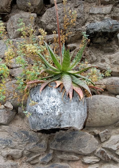 Peru Photos Cactus Growing In Rocks Peru Photo