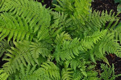 These 6 Dry Tolerant Ferns Provide Vertical Accents And Fine Texture In