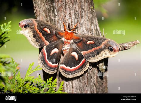 Cecropia Moth (Hyalophora cecropia), Toronto, Ontario, Canada Stock ...