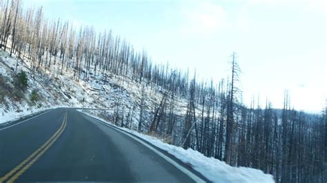 Forest Fire Aftermath Conflagration Burnt Charred Pine Tree Trunks