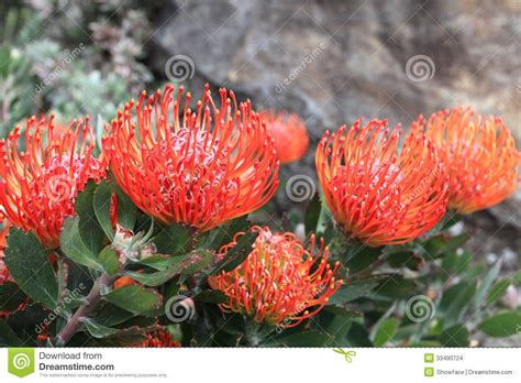 Red pincushion protea Protea Plant, Flowering Bushes, Fynbos, Agapanthus, Pandan, Plant Care ...