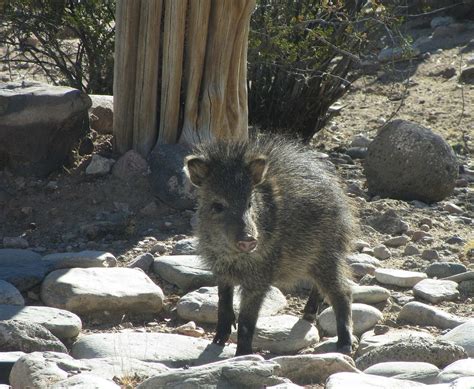 Javelina Tayassu Tajacu Collared Peccary S Redington Flickr