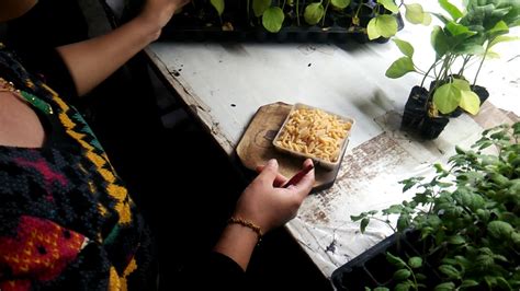 Sambung Tomat Dengan Batang Bawah Terung Grafting Tomato On Eggplant