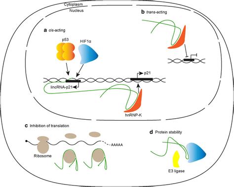 The Four Functions Of Lincrna P21 Lincrnas Perform A Wide Variety Of Download Scientific