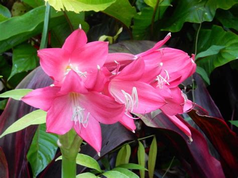 Crinums: Plant Care and Collection of Varieties - Garden.org