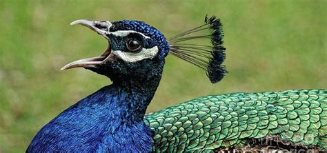 Peacock Facts 20 Facts To Know About Peacock