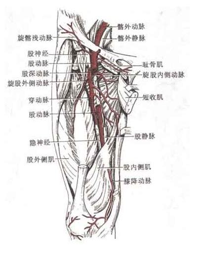 髂外动脉和下肢动脉 人体解剖图医学图库