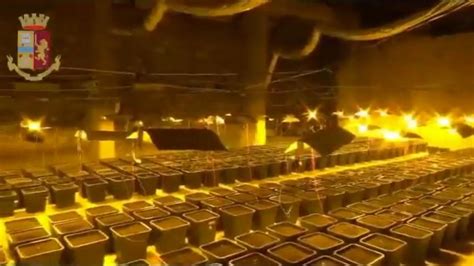 You Won T Believe What Hidden Cannabis Supply Is Locked Behind Subscription Walls Discover It Now news