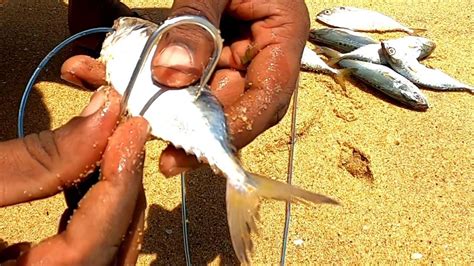 Stingray Fishing Thirandi Fishing Village