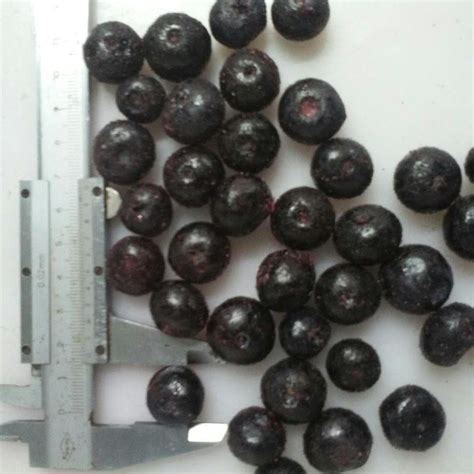 IQF BLUEBERRY Qingdao Pegas Trading Co Ltd