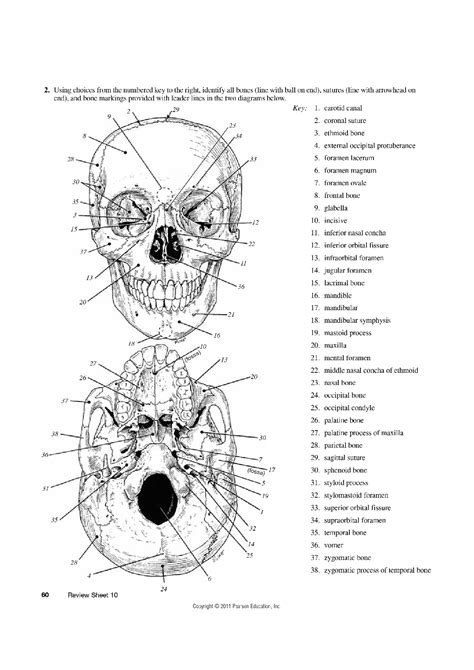 SOLUTION Exercise 10 The Axial Skeleton Studypool