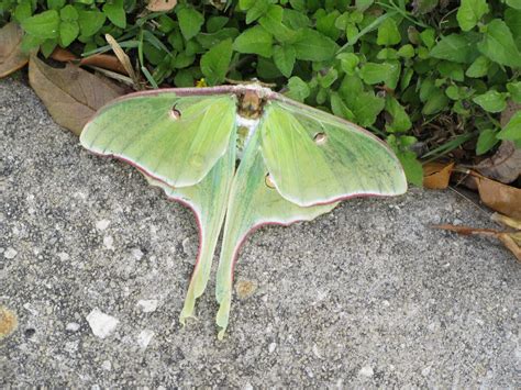 Luna Moth