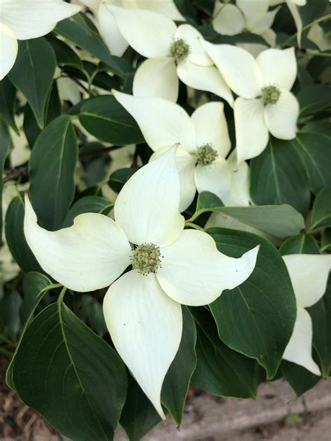 Chinese Flowering Dogwood – Emily Cooper Gardening