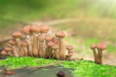 Fungo De Mel Do Agaric No Fundo Da Natureza Da Floresta Do Outono Foto