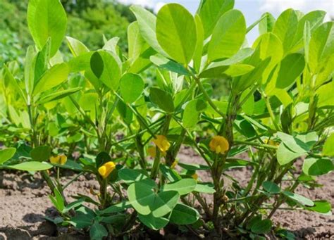 高产花生十大排名（产量超高的花生品种排行榜） 花海建设 长景园林网