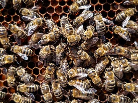 European Honey Bees On Honeycomb Frames Close Up Photo Stock Image