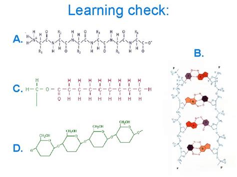 Biomolecules Eq What Are The Structures And Functions