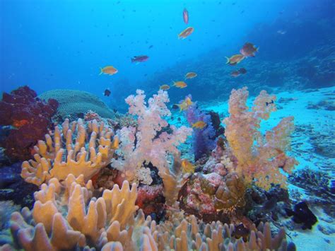 The Rainbow Reef Soft Coral Capital Of The World Paul Jelley Geo