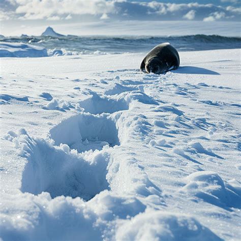 Walrus Seal: Breathtaking Nature Calendars – IMAGELLA