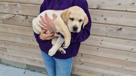 Elevage Des Bocages Du Pays De Bray Eleveur De Chiens Labrador Retriever