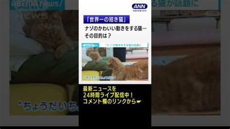 世界一の招き猫！？ “ナゾ”の動きをする猫が話題 Shorts │ 【気ままに】ニュース速報