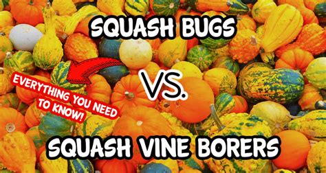 Squash Bugs Vs Vine Borers Identification And Control