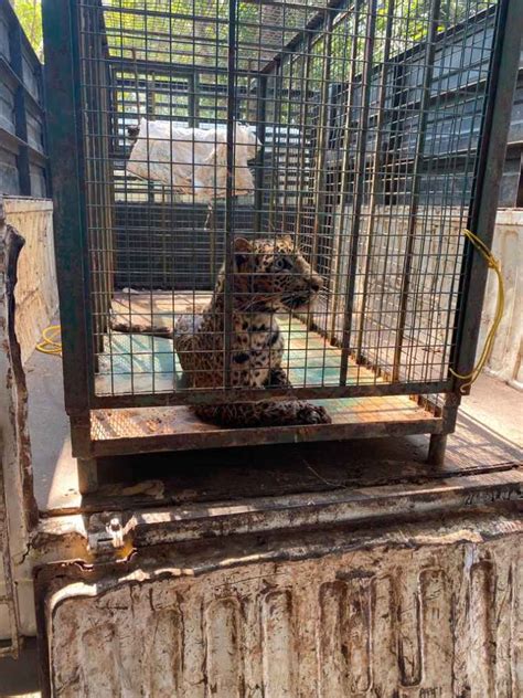 Karnataka Vet Enters Well To Rescue Leopard Bangalore News The