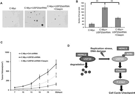 Usp Functions As A Tumor Suppressor A And B Soft Agar