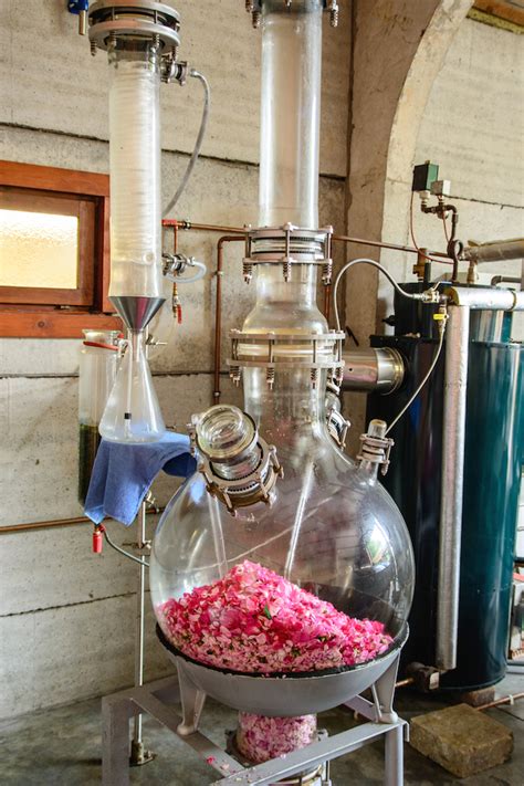 Steam Distillation Of Essential Oils Process