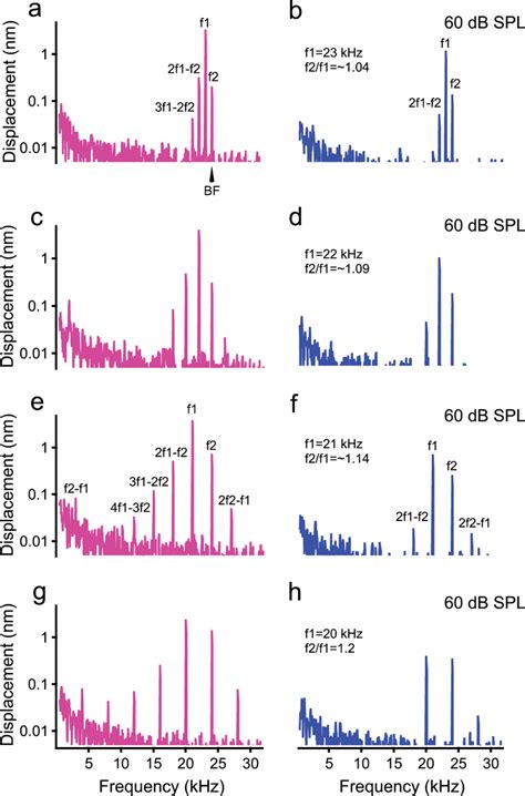 Magnitude Spectra Of Reticular Lamina RL And Basilar Membrane BM