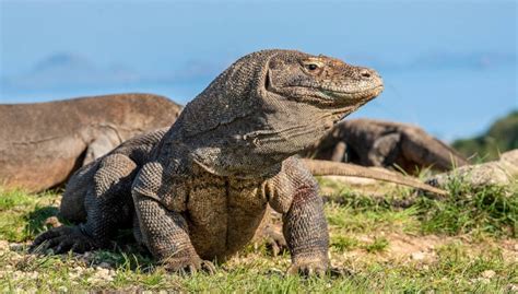 Exploring The Fascinating World Of Monitor Lizards