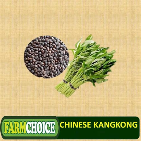 Chinese Kangkong Seeds Upland Kang Kong Water Spinach Seeds Lazada Ph