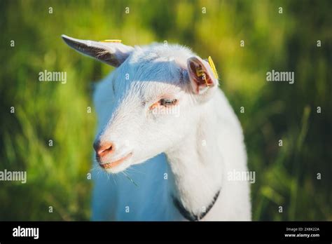 Saanen goat kid Stock Photo - Alamy