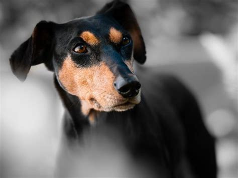 Pinscher Guía Completa Y Actualizada 2020