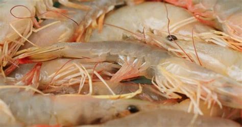 How To Start Shrimp Farming In Mexico Key Rules Requirements