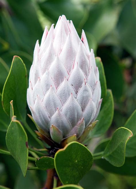 King Protea Protea Cynaroides Flower By Pascal Goetgheluckscience