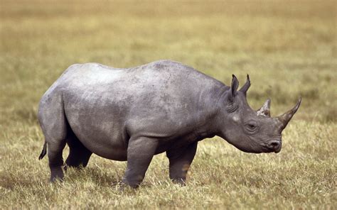 Photo Of Black Rhino In Wild Hd Wallpaper Wallpaper Flare