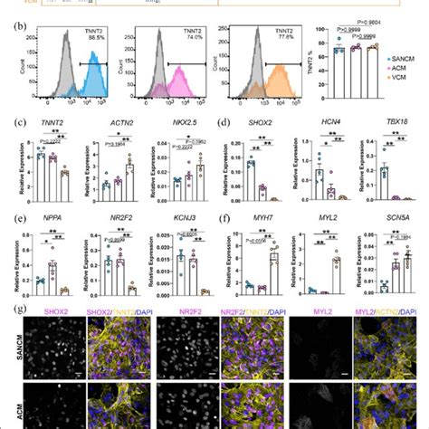 Differentiation And Characterization Of Cardiomyocyte Subtypes A