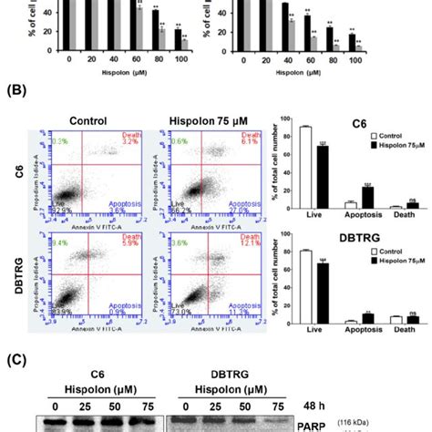 Hispolon Inhibited Cell Proliferation And Induced Cell Apoptosis In Gbm