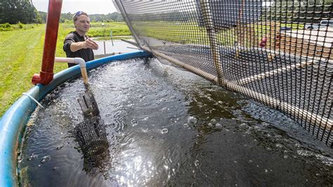 USDA To Fund Largemouth Bass Aquaculture Research At Southern Illinois