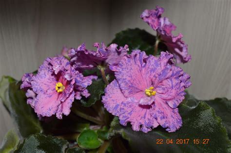 Фиалка Евдокия Фото – Telegraph