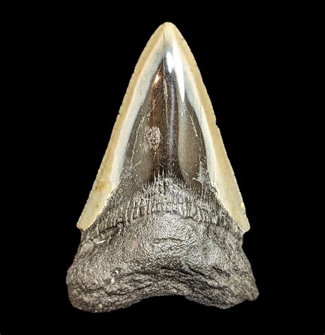 Megalodon Tooth Specimen #36 – Paxton Gate