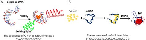 Figure From Dna Templated Fluorescent Nanoclusters For Metal Ions