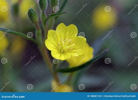 Flower Of A Small Sundrops Oenothera Perennis Stock Image Image Of