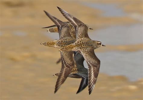 Golden Plovers Feederwatch