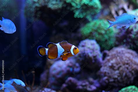 Nemo (Ocellaris Clownfish) Stock Photo | Adobe Stock