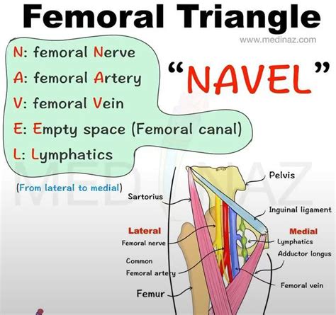 Contents Of The Femoral Triangle Medizzy